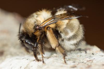 Anthophore commune, Anthophore plumeuse, Anthophor Anthophora plumipes (Pallas, 1772)