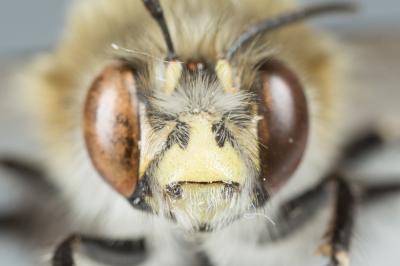 Anthophore commune, Anthophore plumeuse, Anthophor Anthophora plumipes (Pallas, 1772)