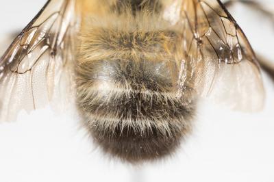 Anthophore commune, Anthophore plumeuse, Anthophor Anthophora plumipes (Pallas, 1772)