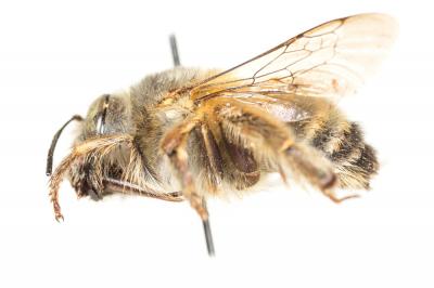 Petite anthophore biciliée Anthophora mucida Gribodo, 1873