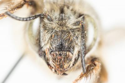 Petite anthophore biciliée Anthophora mucida Gribodo, 1873