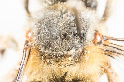 Petite anthophore biciliée Anthophora mucida Gribodo, 1873