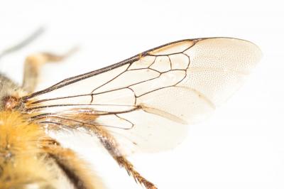 Petite anthophore biciliée Anthophora mucida Gribodo, 1873