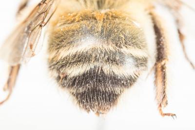 Petite anthophore biciliée Anthophora mucida Gribodo, 1873