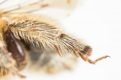 Petite anthophore biciliée Anthophora mucida Gribodo, 1873