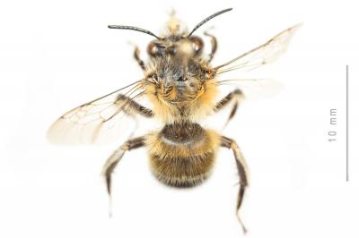 Petite anthophore biciliée Anthophora mucida Gribodo, 1873