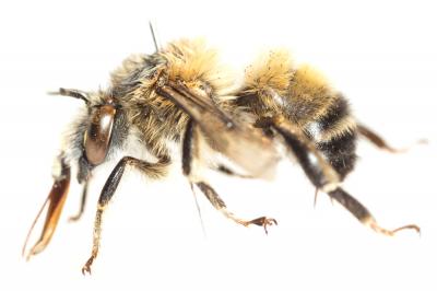 Petite anthophore biciliée Anthophora mucida Gribodo, 1873