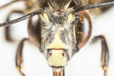 Petite anthophore biciliée Anthophora mucida Gribodo, 1873