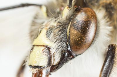 Petite anthophore biciliée Anthophora mucida Gribodo, 1873