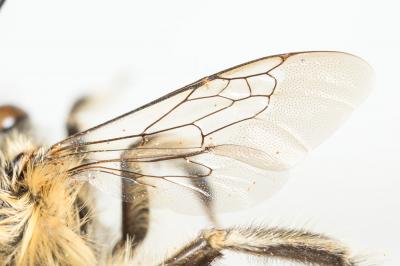 Petite anthophore biciliée Anthophora mucida Gribodo, 1873