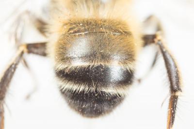 Petite anthophore biciliée Anthophora mucida Gribodo, 1873