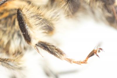 Petite anthophore biciliée Anthophora mucida Gribodo, 1873