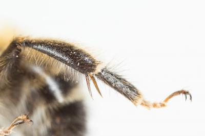 Petite anthophore biciliée Anthophora mucida Gribodo, 1873