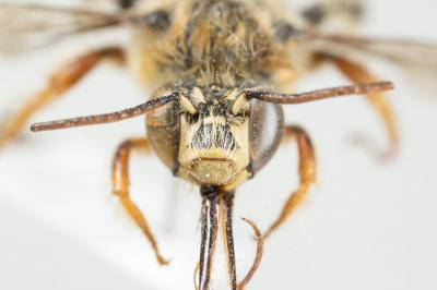 Anthophore à pattes oranges Anthophora larvata Giraud, 1863