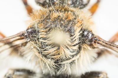 Anthophore à pattes oranges Anthophora larvata Giraud, 1863