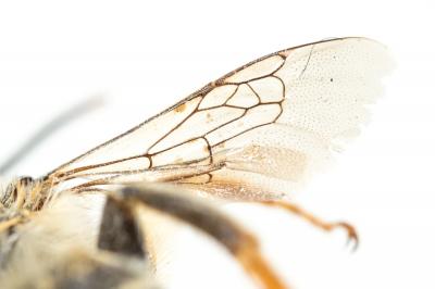 Anthophore à pattes oranges Anthophora larvata Giraud, 1863