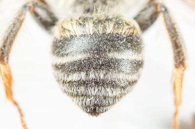 Anthophore à pattes oranges Anthophora larvata Giraud, 1863