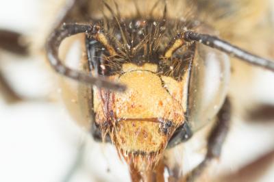 Anthophore fourchue Anthophora furcata (Panzer, 1798)