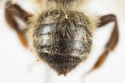 Anthophore fourchue Anthophora furcata (Panzer, 1798)