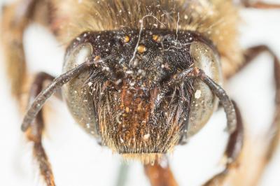 Anthophore fourchue Anthophora furcata (Panzer, 1798)