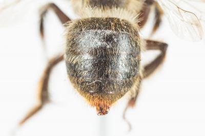 Anthophore fourchue Anthophora furcata (Panzer, 1798)