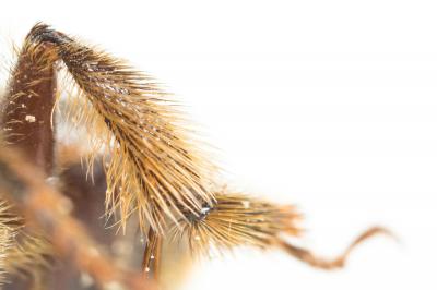 Anthophore fourchue Anthophora furcata (Panzer, 1798)