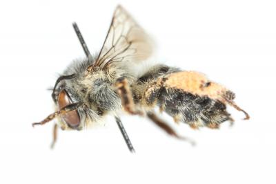 Anthophore grosses-cuisses Anthophora crassipes Lepeletier, 1841