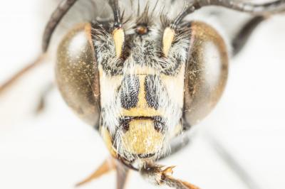 Anthophore grosses-cuisses Anthophora crassipes Lepeletier, 1841