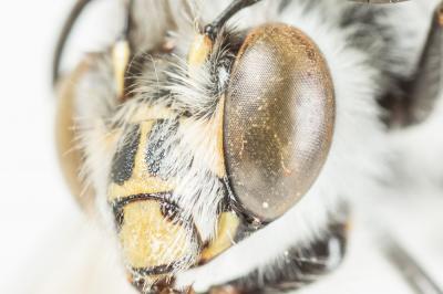 Anthophore grosses-cuisses Anthophora crassipes Lepeletier, 1841