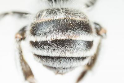 Anthophore grosses-cuisses Anthophora crassipes Lepeletier, 1841