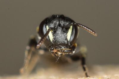  Hylaeus imparilis Förster, 1871