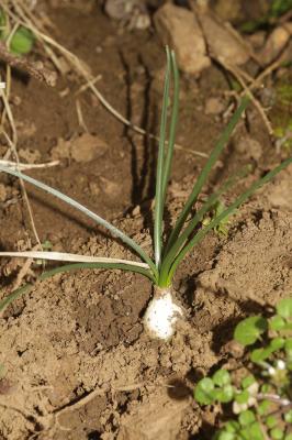 Ornithogale en ombelle, Dame-d'onze-heures, Ornith Ornithogalum umbellatum L., 1753