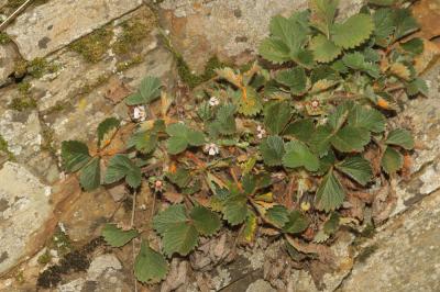 Potentille à petites fleurs Potentilla micrantha Ramond ex DC., 1805