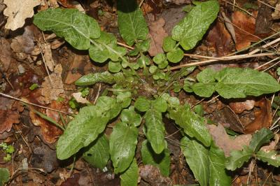 Lampsane commune, Graceline Lapsana communis L., 1753