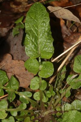 Lampsane commune, Graceline Lapsana communis L., 1753