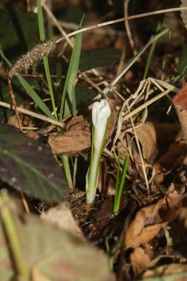 Crocus de printemps, Crocus printanier, Crocus de  Crocus vernus (L.) Hill, 1765