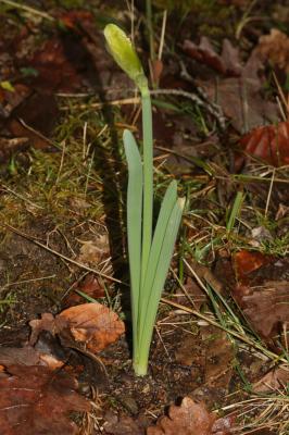 Jonquille des bois Narcissus pseudonarcissus L., 1753