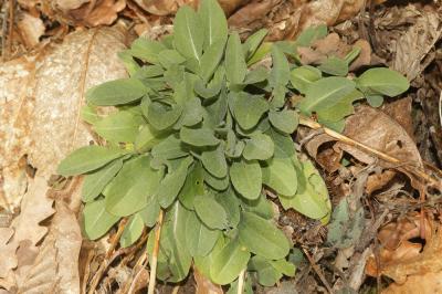 Centaurée pectinée Centaurea pectinata L., 1763