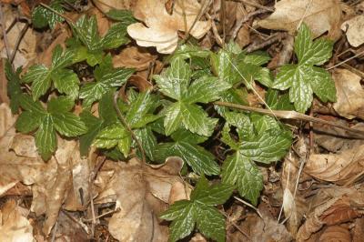 Géranium noueux Geranium nodosum L., 1753