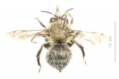 Anthophore des bains Anthophora balneorum Lepeletier, 1841