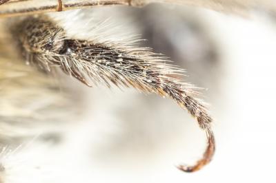 Anthophore des bains Anthophora balneorum Lepeletier, 1841