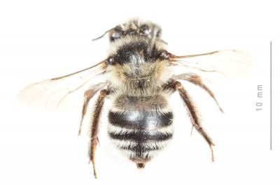 Anthophore blanche et noire Anthophora atroalba Lepeletier, 1841