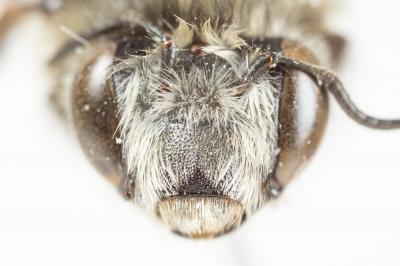 Anthophore blanche et noire Anthophora atroalba Lepeletier, 1841