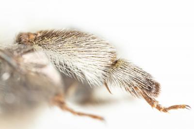 Anthophore blanche et noire Anthophora atroalba Lepeletier, 1841