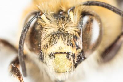 Anthophore blanche et noire Anthophora atroalba Lepeletier, 1841