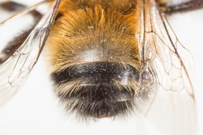 Anthophore blanche et noire Anthophora atroalba Lepeletier, 1841