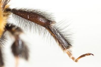 Anthophore blanche et noire Anthophora atroalba Lepeletier, 1841