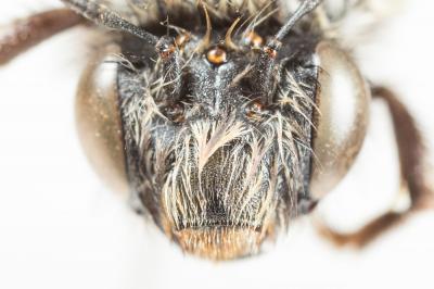 Anthophore à face noire Anthophora atriceps Pérez, 1879