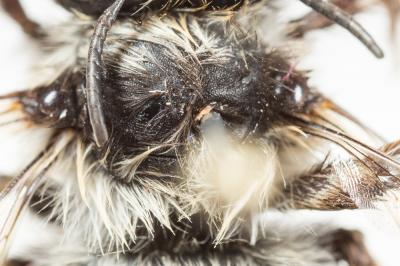 Anthophore à face noire Anthophora atriceps Pérez, 1879