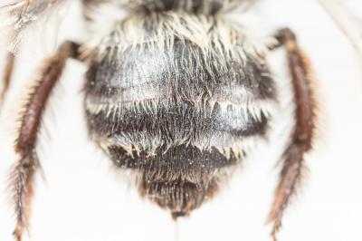 Anthophore à face noire Anthophora atriceps Pérez, 1879